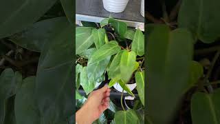 Plants at Walmart! #walmart #walmartfinds #plants