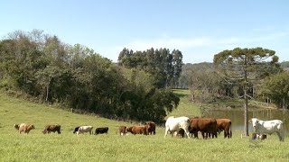 Pecuária sustentável: estratégias para diminuir a emissão de metano