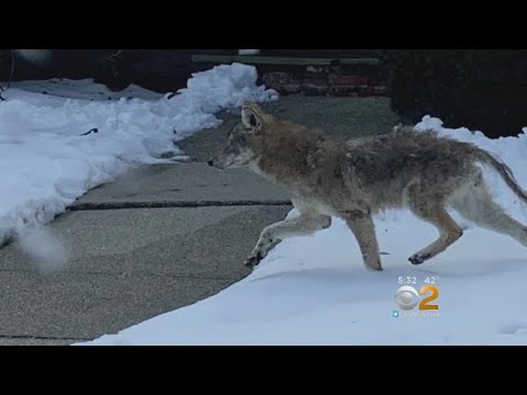 コヨーテは、ニューロシェルの学校の近くで発見された (Coyote Spotted Near School In New Rochelle)