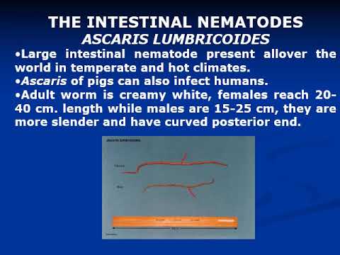 Pinworm enterobiasis az