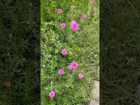 💐Time Flowers.🏵