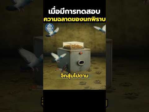 เมื่อมีการทดสอบความฉลาดของนกพิราบ #shorts