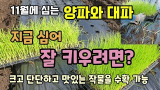 11월에 심는작물 양파와대파 밭만들기 모종심는방법 지금 심어 냉해 없이 잘 키우려면 이렇게 해주시고 크고 맛…