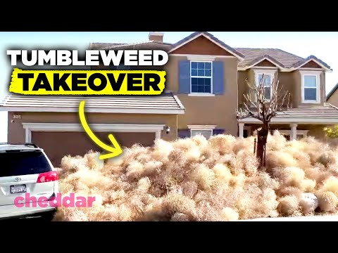 Tumbleweeds Are Invading The U.S. And It's A Real Problem - Cheddar Explains