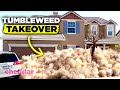 Tumbleweeds Are Invading The U.S. And It's A Real Problem - Cheddar Explains