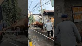 Download lagu SEREM SAPI QURBAN NGAMUK PARAH#shorts mp3