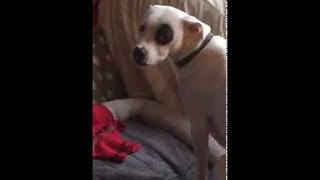 animale cainele se autosatisface