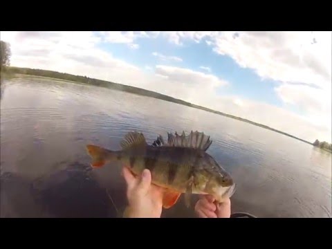 Perch from Illex floattube