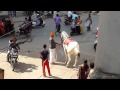 Dancing Horse Nagpur
