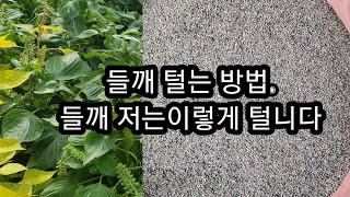 들깨 털는 방법.  들깨 어떻게 털시나요