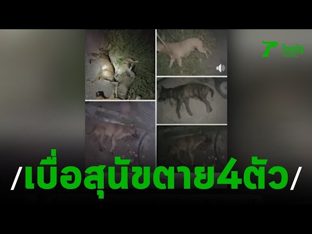 คนใจบาปวางยาเบื่อสุนัขตาย4ตัว | 19-11-62 | ข่าวเช้าตรู่ไทยรัฐ