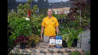 What to Plant in the Shade ENGLISH GARDENS
