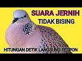 SUARA PANCINGAN BURUNG TEKUKUR GACOR MEMIKAT BURUNG CEPAT RESPON TERBUKTI INI MP3