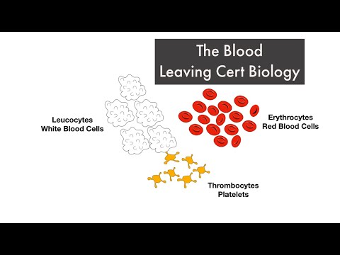 Blood-The Circulatory System -Part 1 -Leaving Cert Biology