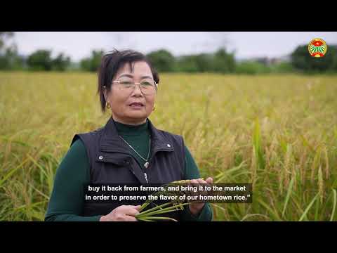 VIETNAM – Reviving traditional glutinous rice in Hai Duong – Asian ...
