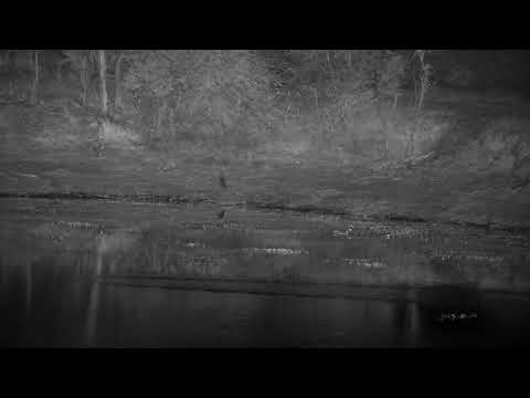 Djuma: Genet in the distance across the dam - 19:40 - 09/23/21