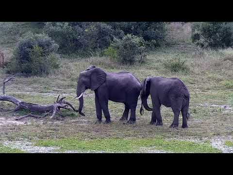 Djuma: Two Elephant young bulls playing around - 09:10 - 05/12/2022