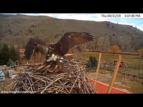 4/11/19 ~ DUNROVIN OSPREY....BUNGLED MATING ATTEMPT