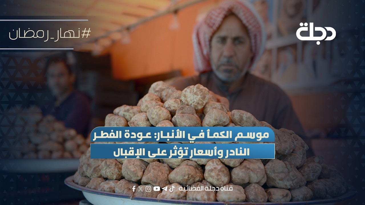 فيديو | موسم الكمأ في #الأنبار: عودة الفطر النادر وأسعار تؤثر على الإقبال
