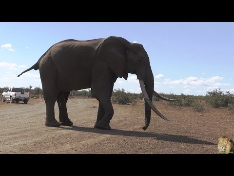 Close Encounter With A Big Tusker Called Ndlovane