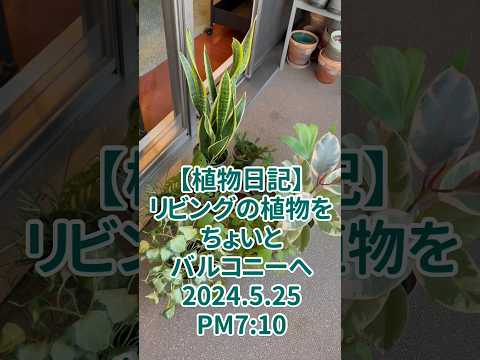 comment décorer son balcon plantes fleurs-pots