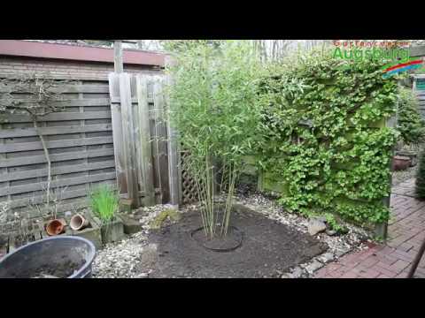 Bambus - Einpflanzen im Garten