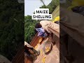 Maize Shelling