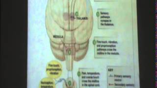 1) Dr. Maha Sabry 13/11/2014 [Somatic sensation, Dorsal column and Ventrolateral pathway]