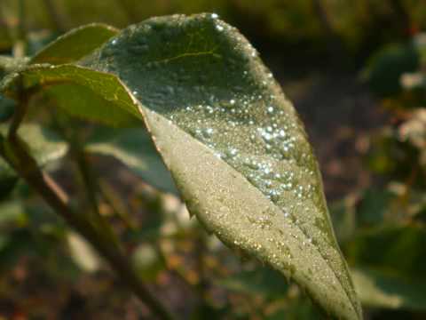 CIUMARNA summer 2009