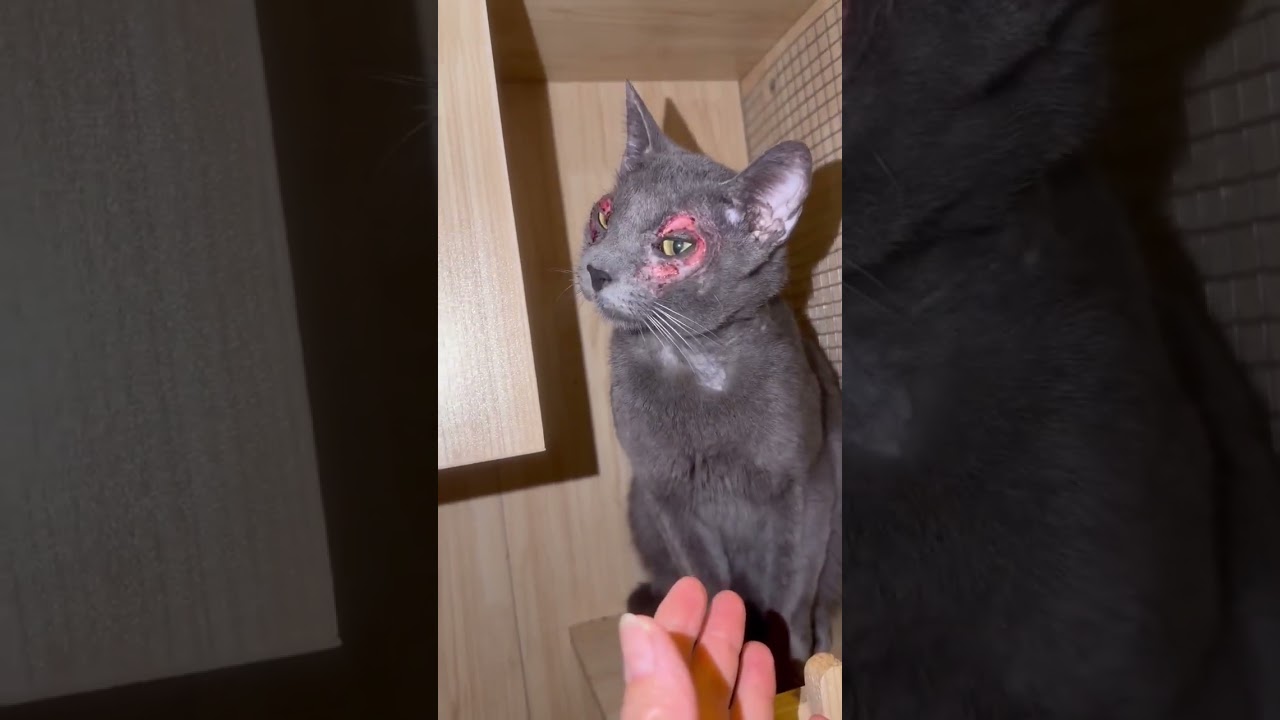 Magic video