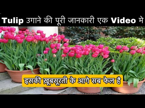 How to grow the most beautiful Tulip flower, the easiest way, complete information in one video