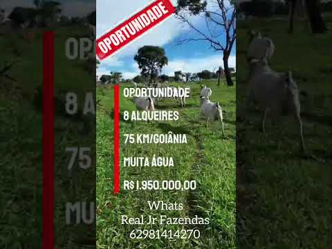 8 ALQU VALOR 1.950.000 EM Cromínia Go 62 981414270 Real Jr 62 981414270