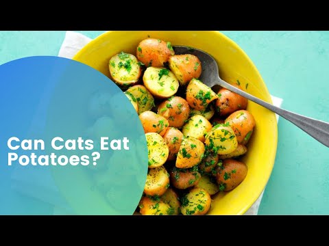 Can Cats Eat Potatoes: Yes, No And Maybe So - YouTube
