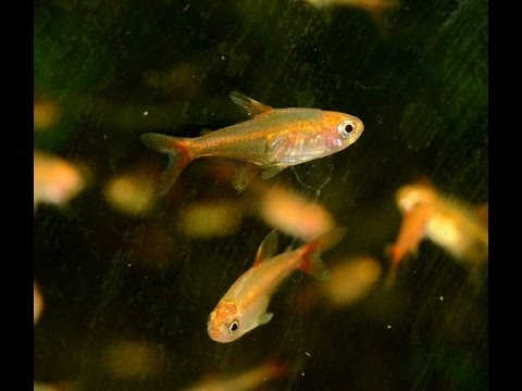 Ember Tetra, Hyphessobrycon amandae- Species Spotlight