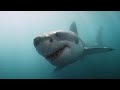 Requins, des prédateurs menacés