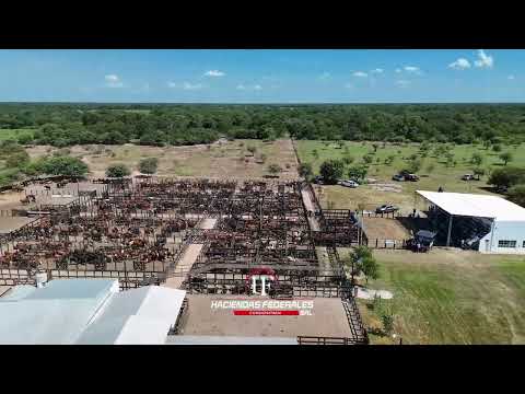 Remate de Hacienda en Villa Berthet (Chaco) | Gran Inicio de Año 2026