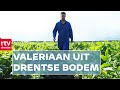 Mark verbouwt het rustgevende kruid valeriaan | RTV Drenthe