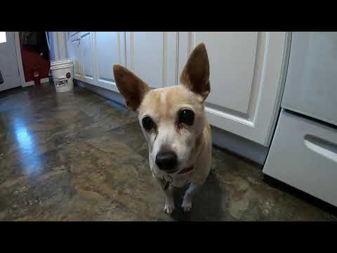 YouTube video about: Are freeze dried liver treats bad for dogs?