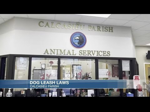 Dog leash laws in Calcasieu Parish