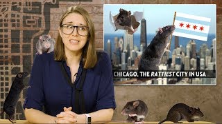 Rats! Chicago is America's "Rattiest" City | Chicago Explained