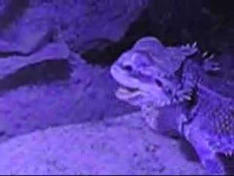 Desert Sessions-Bring It Back Gentle