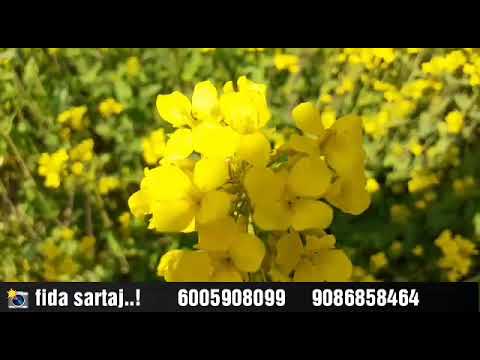 #Ha #sheer #sawaro/ #beauty #of #kashmir /#fresh #summer