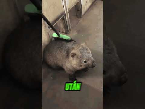 A természet legsötétebb titkai #animals