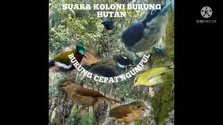 Download lagu Suara koloni burung hutan mp3 Download lagu Suara koloni burung hutan mp3