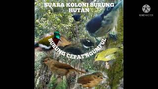 Download lagu Suara koloni burung hutan... mp3