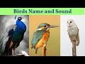 BIRDS Names and Sounds - Learn Bird Species in English