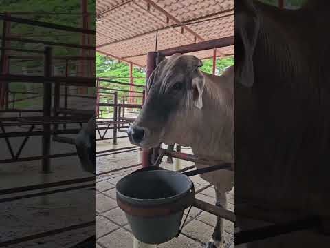 Vive el agroturismo en la hacienda Las Clavellinas- Mérida #venezuela #travel #travesia #turismo