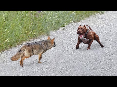 This Coyote Messed With The Wrong Dog