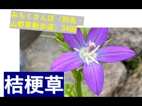 園芸 キキョウアンドロメダ、キキョウソウドウドウダン