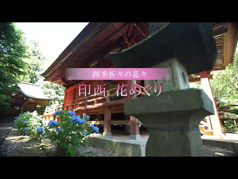 印西市花めぐり